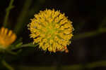 Coastal plain honeycombhead